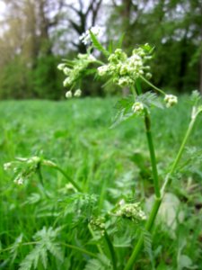 20130428Kriegbach_Altlussheim1