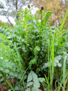 20130427Wiesenknopf_Hockenheim1