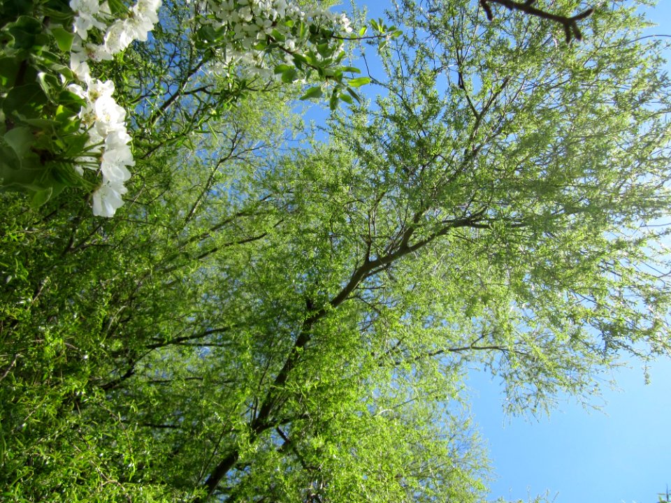 20130425Silberweide_Hockenheim1