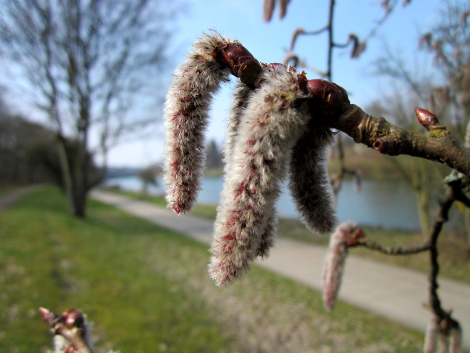 20130404Populus_tremula5