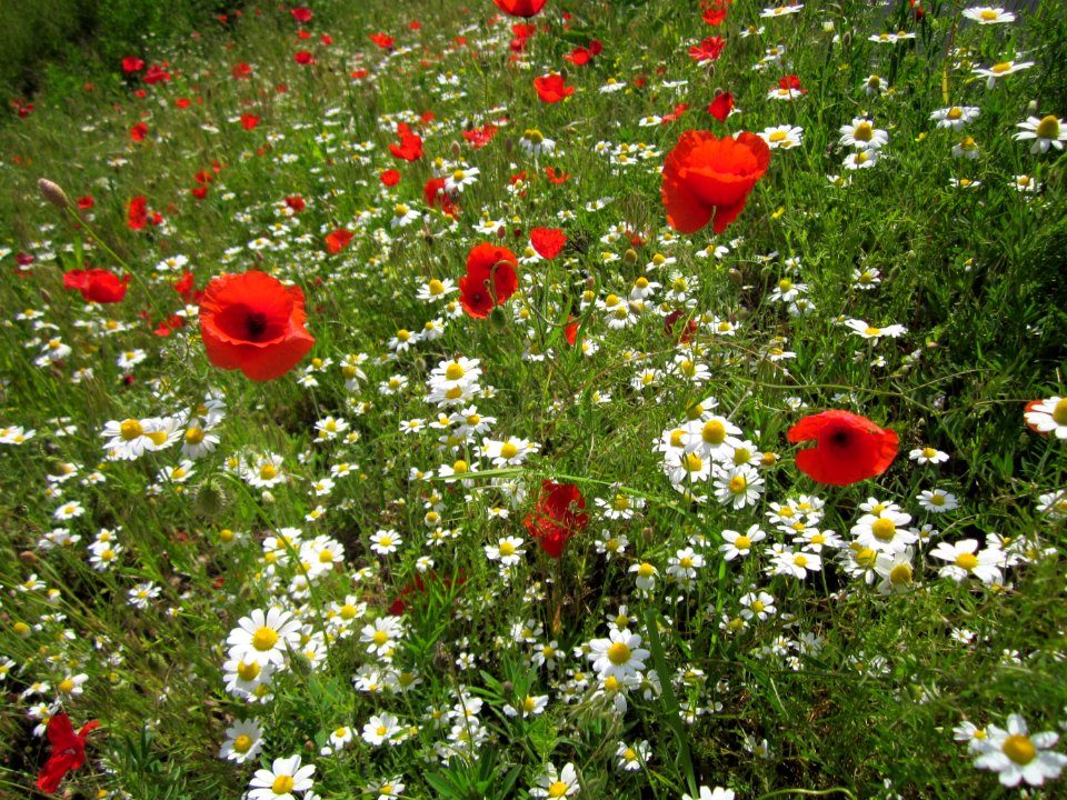 20130530Mohnblumen_Reilingen
