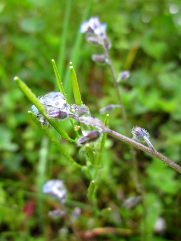 20130427Myosotis_stricta