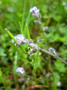 20130427Myosotis_stricta