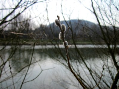20130403Silberweide_Saarbruecken1