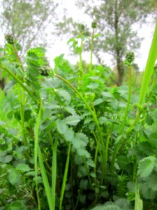 20130427Wiesenknopf_Hockenheim2