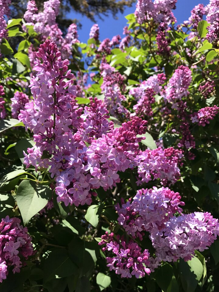 Lilac bloom springtime