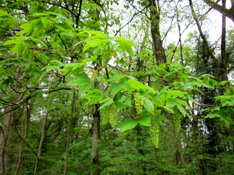 20130428Bergahorn_Altlussheim2