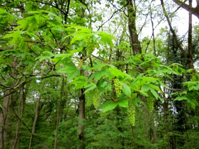 20130428Bergahorn_Altlussheim2