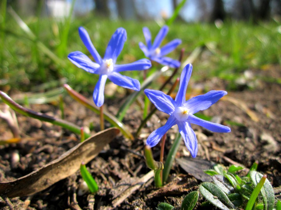 20130402Scilla_luciliae4