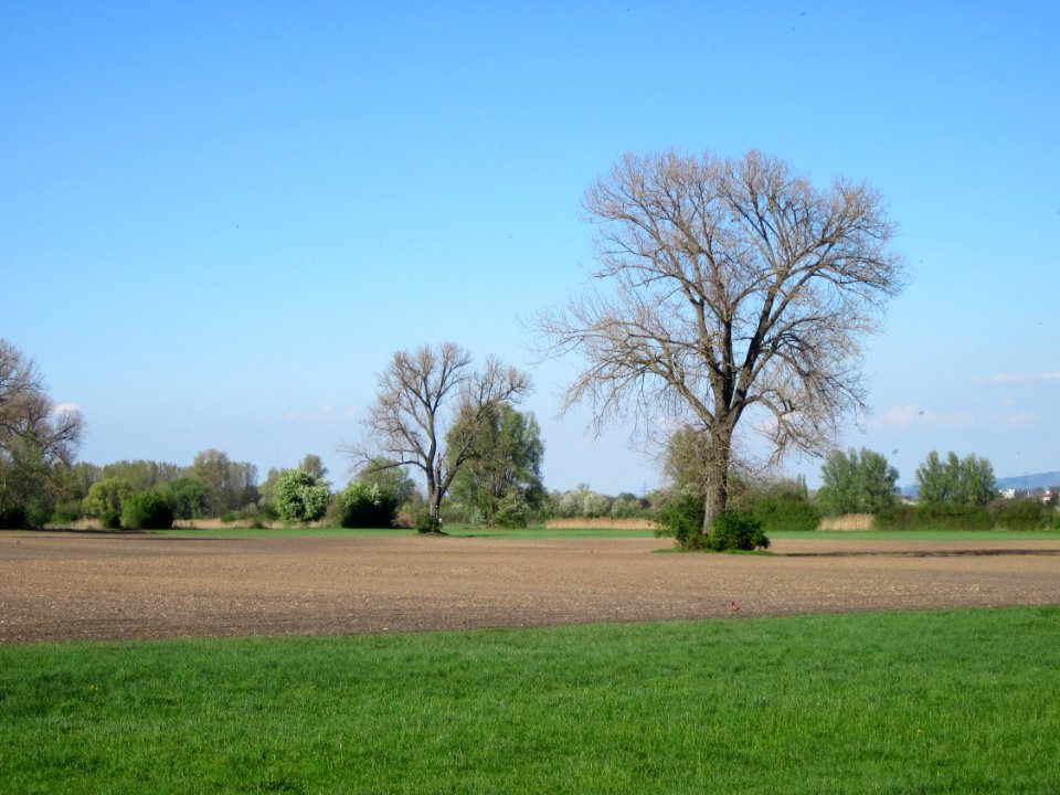 20130425Schwarzpappeln_Hockenheim2