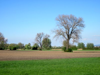 20130425Schwarzpappeln_Hockenheim2