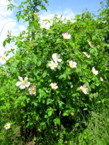 20130530Wildrose_Reilingen1