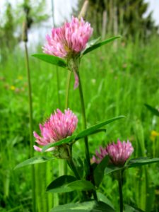 20130524Trifolium_pratense1