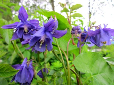 20130525Aquilegia2