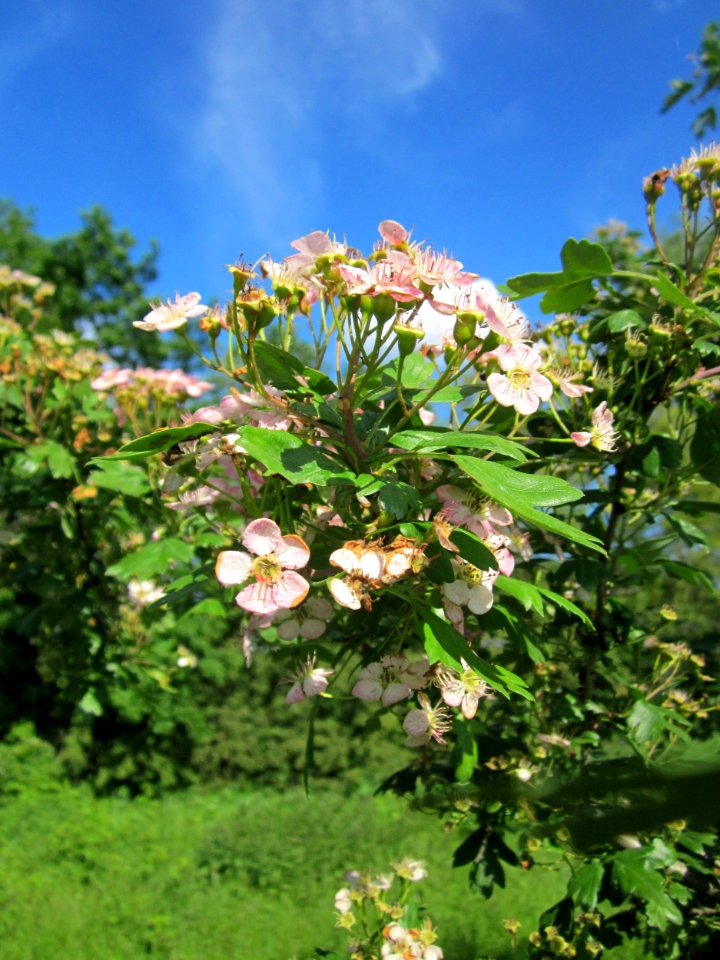 20130528Weissdorn_Reilingen05
