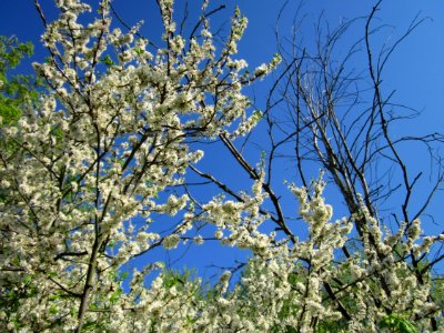 20130424Schlehdorn_Hockenheim15