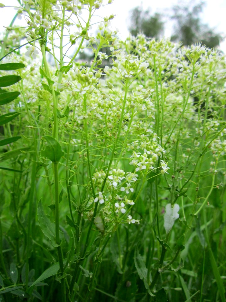 20130515Landesgartenschaupark_Hockenheim06