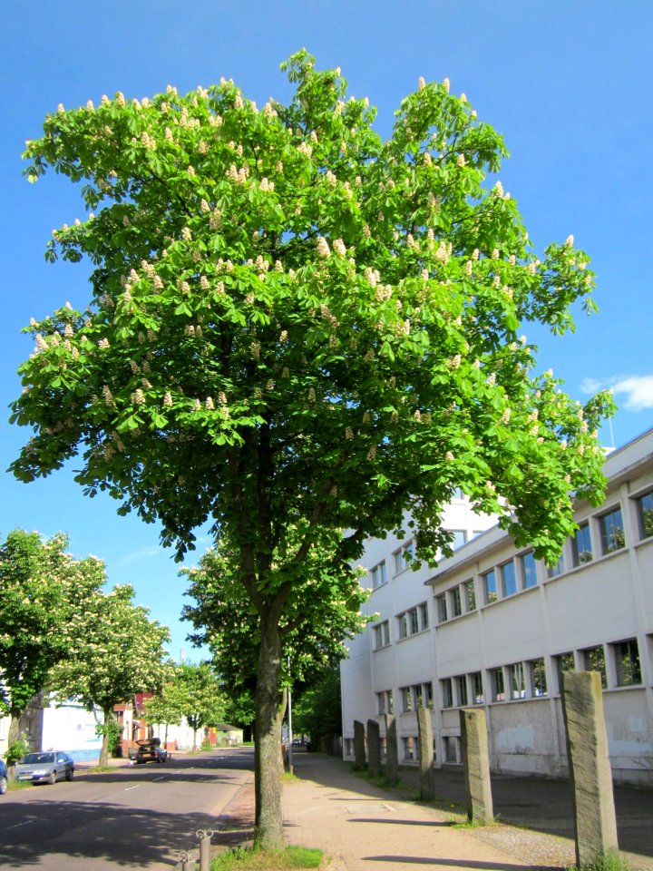 20130518Kastanie_Saarbruecken2
