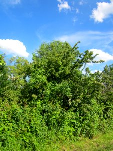 20130528Weissdorn_Reilingen03