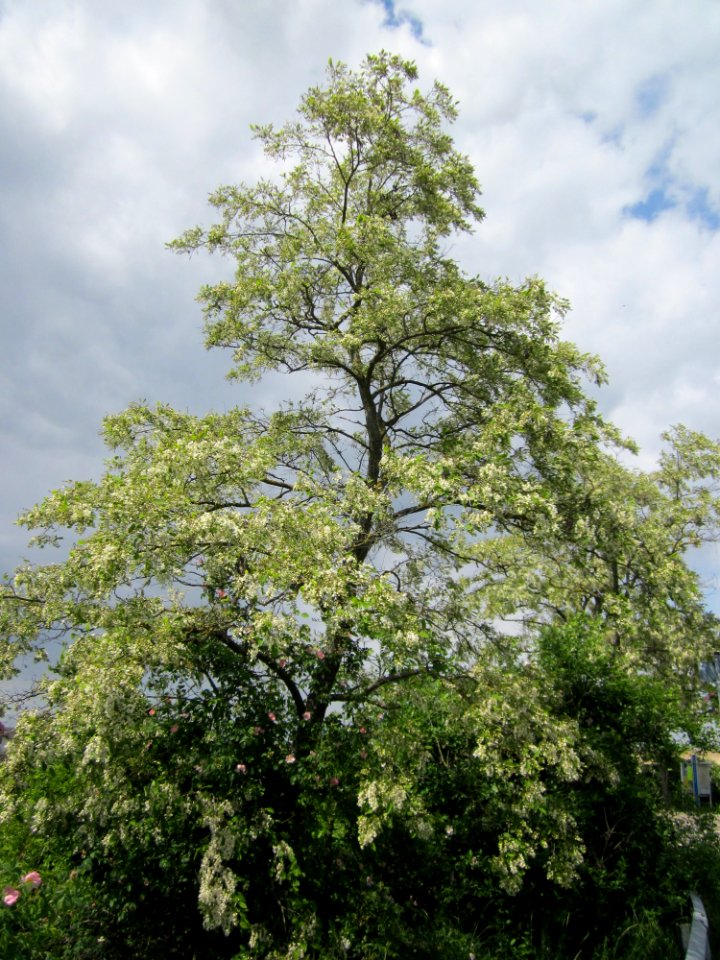 20130530Robinie_Neulussheim1