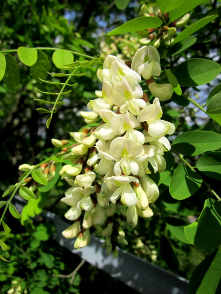 20130530Robinie_Neulussheim6