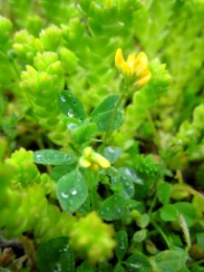 20130529Medicago_minima_Hockenheim3