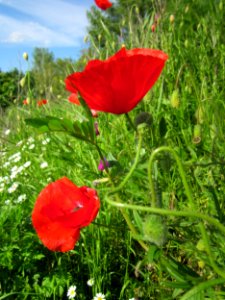 20130528Klatschmohn_Reilingen05