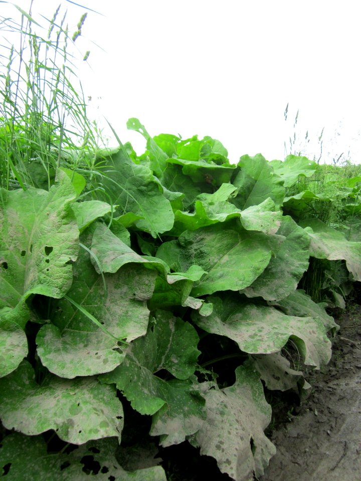 20130516Arctium_lappa3