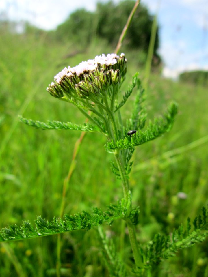 20130530Schafgarbe_Altlussheim