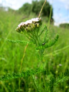 20130530Schafgarbe_Altlussheim