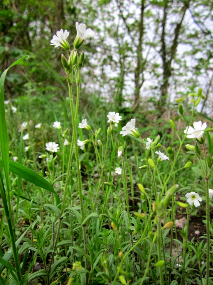 20130428Cerastium_arvense1