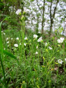 20130428Cerastium_arvense1