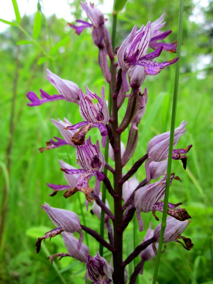 201306012Orchis_militaris3