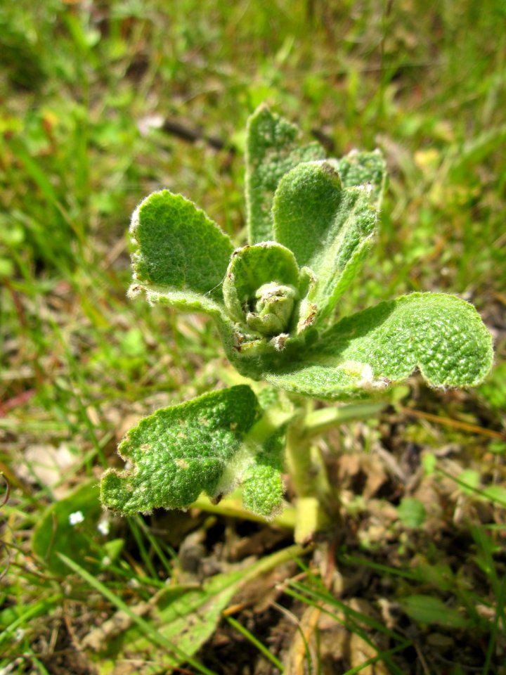 20130530Koenigskerze_Reilingen3