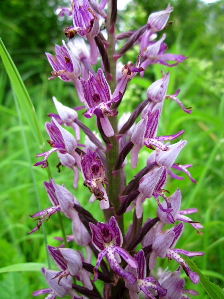 201306012Orchis_militaris6