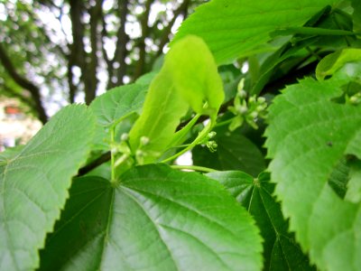 20130515Lindenbluete_Hockenheim2