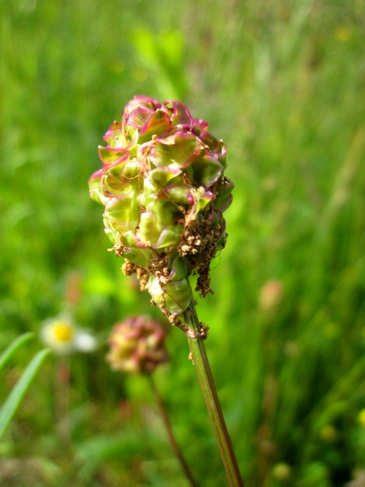 20130530Wiesenknopf_Altlussheim3