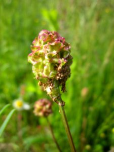 20130530Wiesenknopf_Altlussheim3