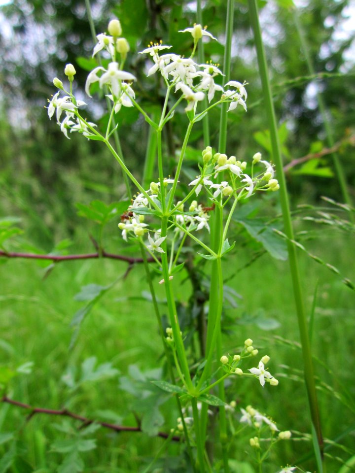 201306012Wiesenlabkraut_St_Arnualer_Wiesen