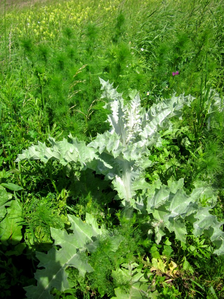 20130602Eselsdistel_Hockenheim3