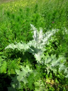 20130602Eselsdistel_Hockenheim3