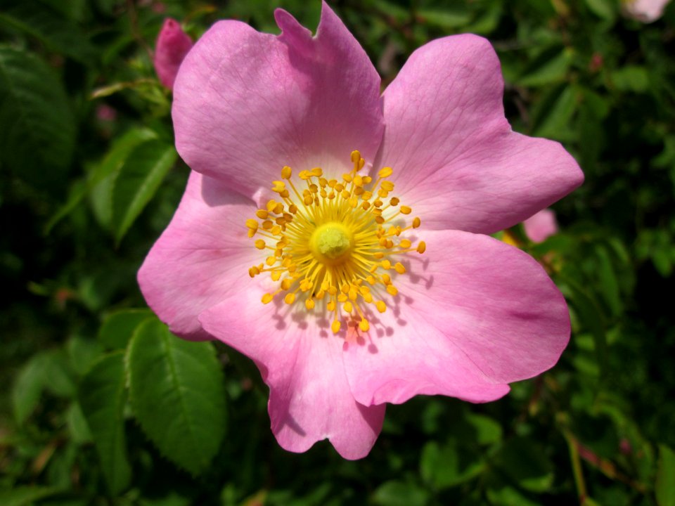 20130530Rosa_canina3