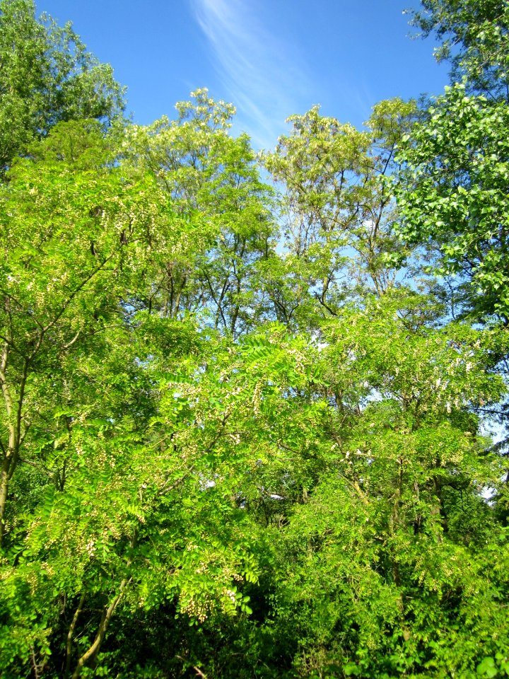 20130528Robinie_Reilingen1