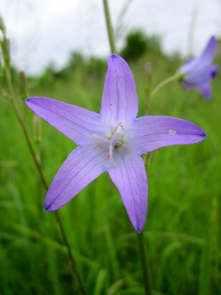 201306012Campanula_rapunculus3