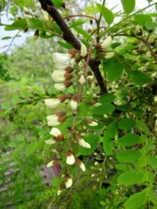 20130515Robinie_Hockenheim2