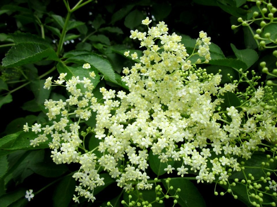 20130601Holunder_Hockenheim