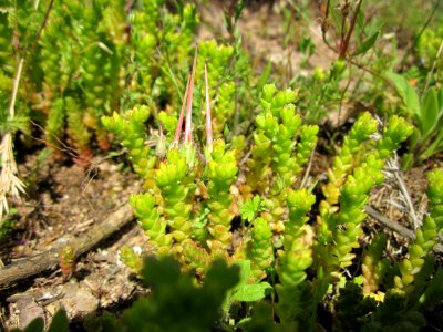 20130528Mauerpfeffer_Reiherschnabel_Reilingen