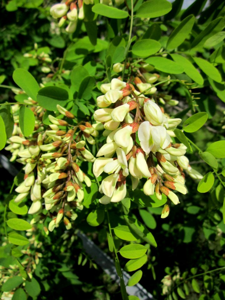 20130530Robinie_Neulussheim4