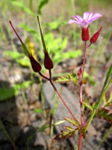 201306013Ruprechtskraut_Bruchmuehlbach-Miesau1