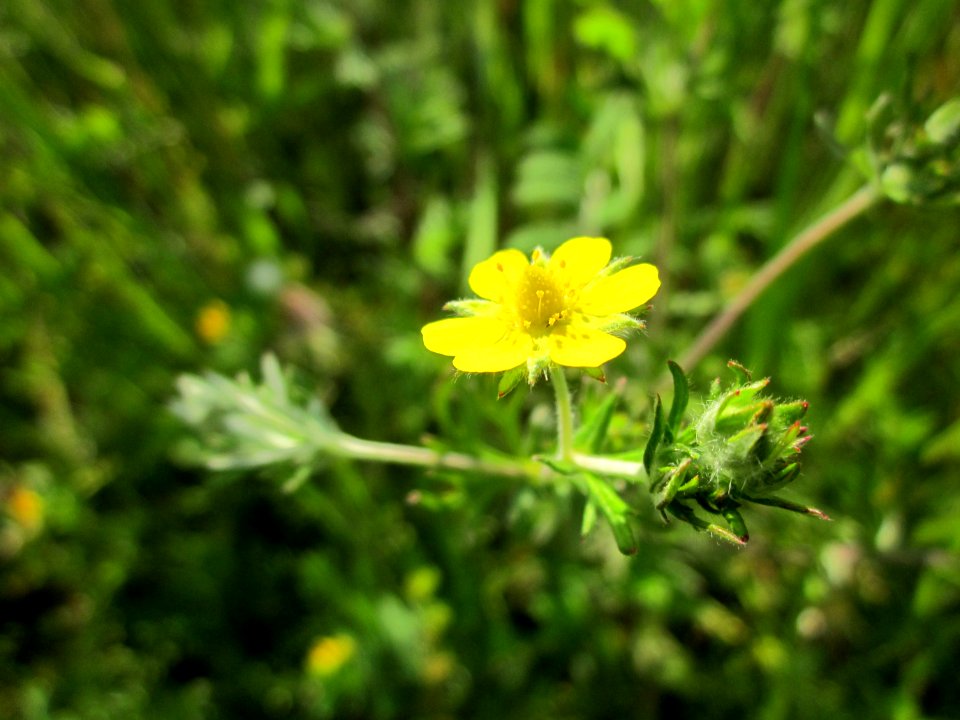 20130528Fingerkraut_Reilingen5